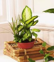 Small European dish garden Small European dish garden