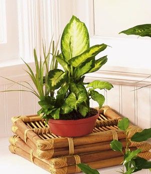 Small European dish garden