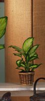 Small Plants Dieffenbachia