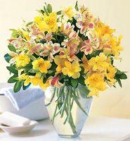 Sparkling Alstroemeria