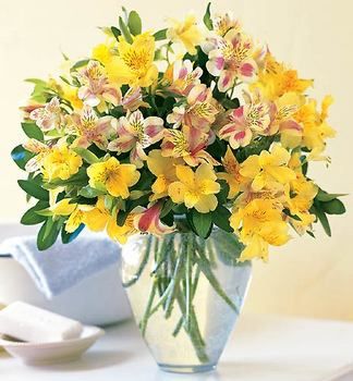 Sparkling Alstroemeria
