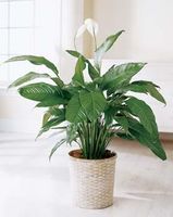 Spathiphyllum Spathiphyllum