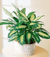 Spathiphyllum and Dieffenbachia Spathiphyllum and Dieffenbachia