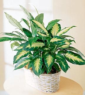 Spathiphyllum and Dieffenbachia