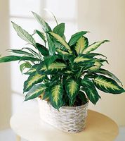 Spathiphyllum and Dieffenbachia
