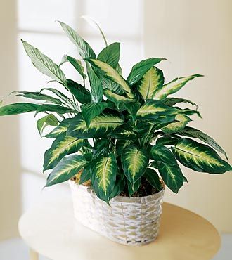 Spathiphyllum and Dieffenbachia