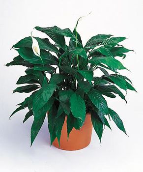 Spathiphyllum Floor Plant.