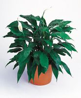 Spathiphyllum Floor Plant.