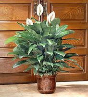 Spathiphyllum Plant 