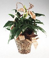 Spathiphyllum plant in a natural basket.