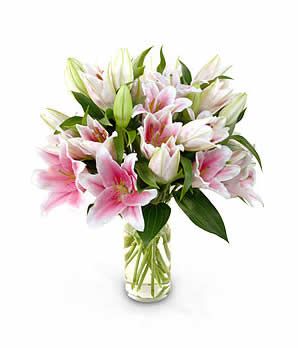 Stargazer Lilies