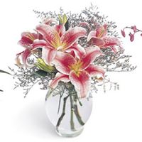 Stargazer Lilies Stargazer Lilies