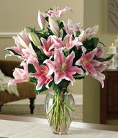 Striking Stargazers Striking Stargazers