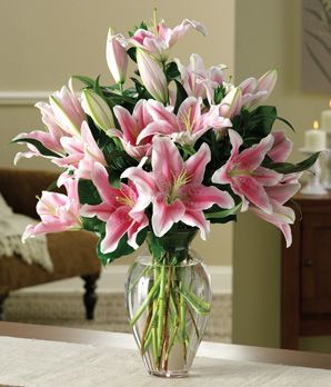 Striking Stargazers