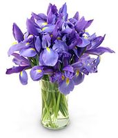 Stunning Blue Iris Stunning Blue Iris