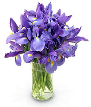 Stunning Blue Iris 