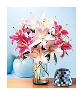 Summerburst Lilies Summerburst Lilies