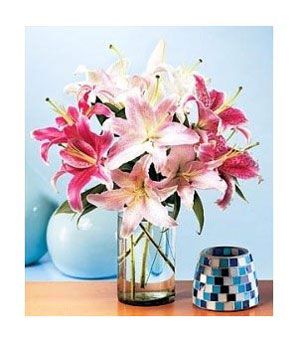 Summerburst Lilies