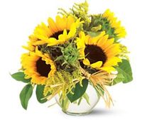 Sunflowers