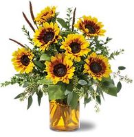 Sunrise Sunflowers Sunrise Sunflowers