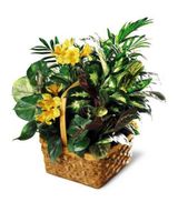 Sunshine Basket 