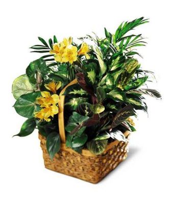Sunshine Basket 