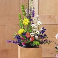 Sympathy Larkspur and delphinium Flower