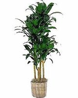 Tall Plants
