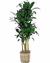 Tall Plants
