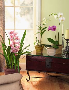 the Classic orchid