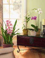 the Classic orchid