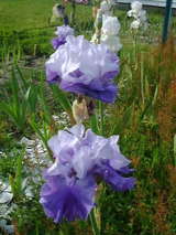 The Language of Flowers - Their Secret Meanings 