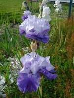 The Language of Flowers - Their Secret Meanings 