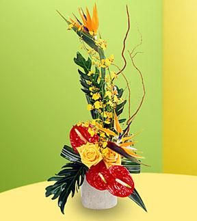 Tropical Bright Arrangement Birds of Paradise