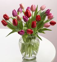 Tulip bouquet