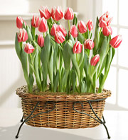 Tulip Bulb Garden Basket
