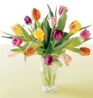 Tulip mixed color