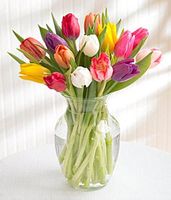 Tulip Rainbow Tulip Rainbow