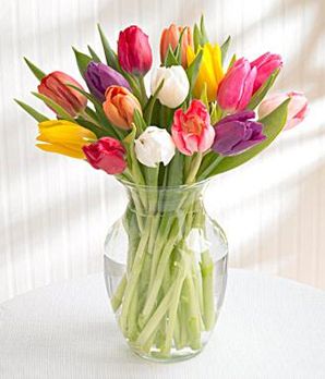 Tulip Rainbow