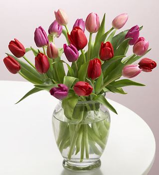 Tulips