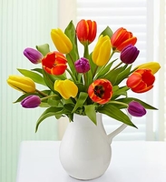 Tulips 
