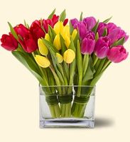 Tulips Mixed colors Tulips Mixed colors