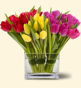 Tulips Mixed colors