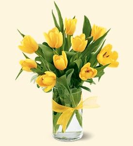Tulips - Yellow
