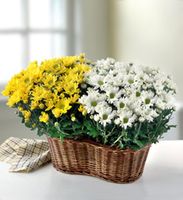 Two 6" Blooming Plants in a Basket 