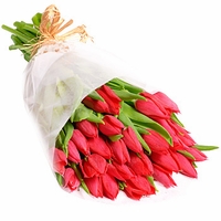 Valentine Red Tulips