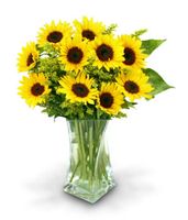 Vibrant Sunflowers Vibrant Sunflowers