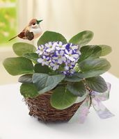 Violet in Birds Nest