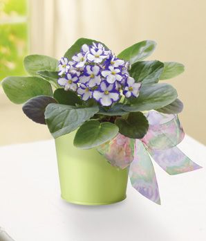 Violet in Green Planter