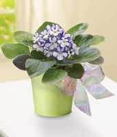 Violet in Green Planter